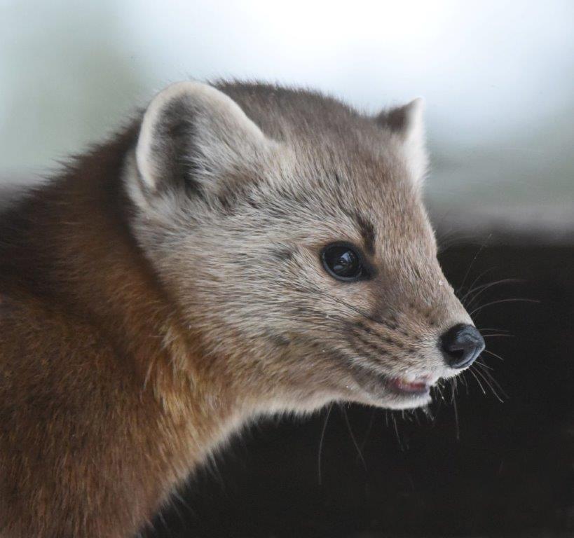 Pine Marten