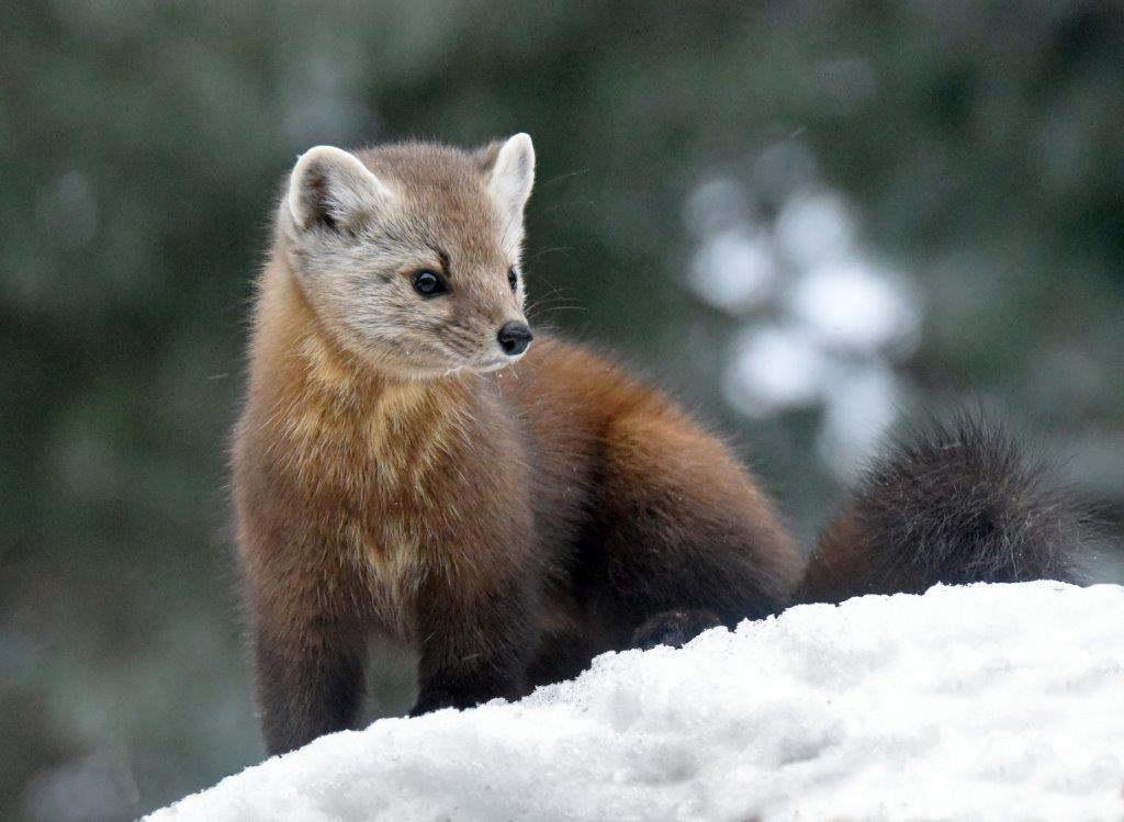 Pine Marten