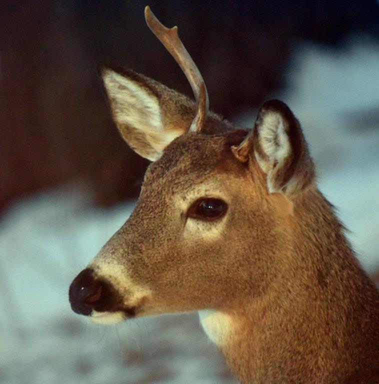 Broken Antler 01/26/18