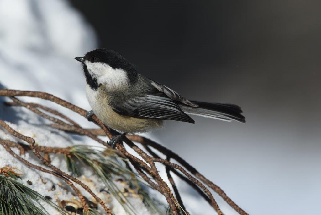Chickadee