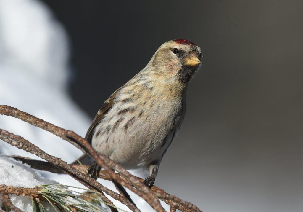 Common Redpoll