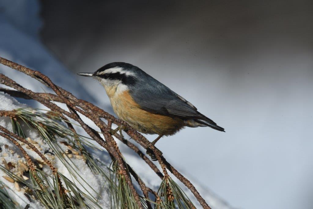 Red-breasted nuthatch