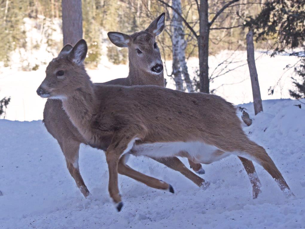 Broken Antler clearing the yard