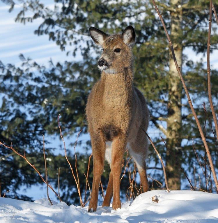 Cautiously entering the yard
