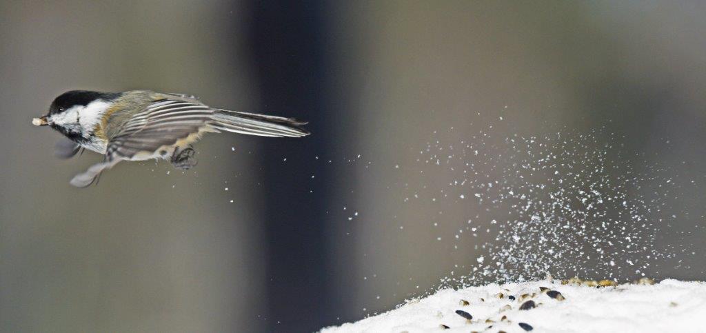 Chickadee flying