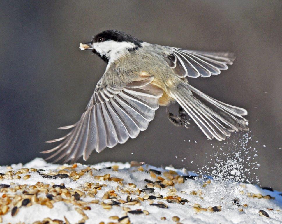 Chickadee flying