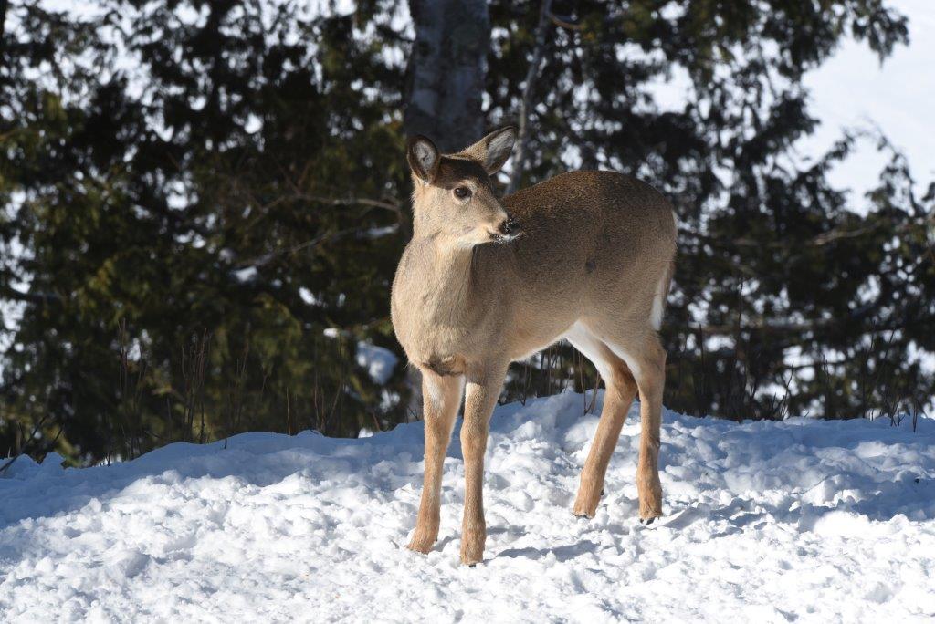 Watching Broken Antler