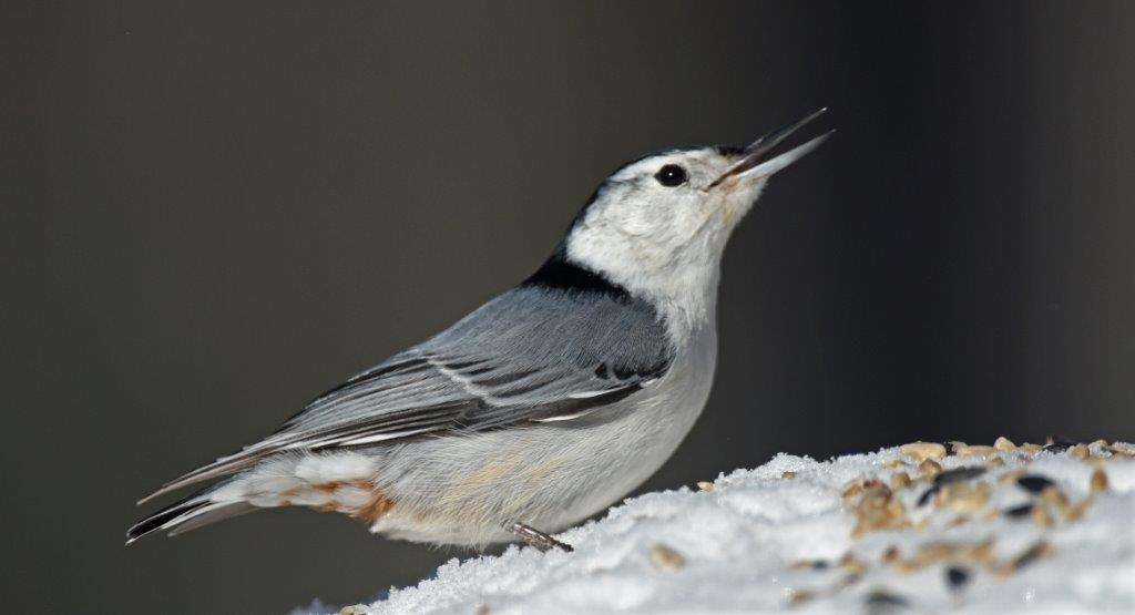 White-breasted nuthatch