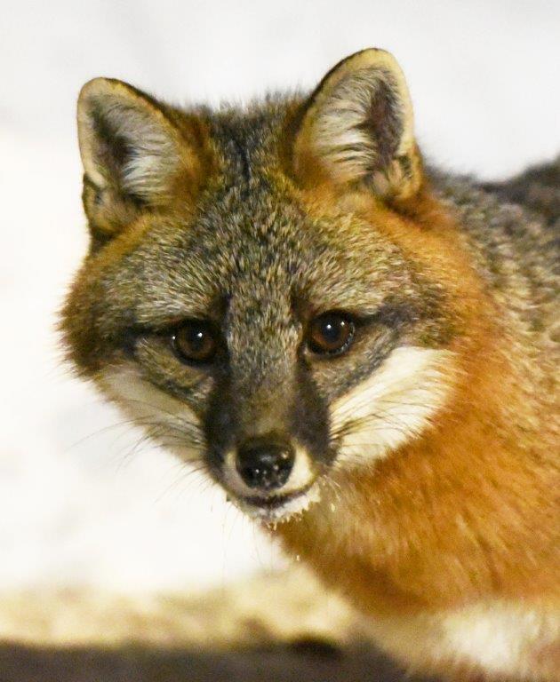 Gray fox - by Peggy Stubbs