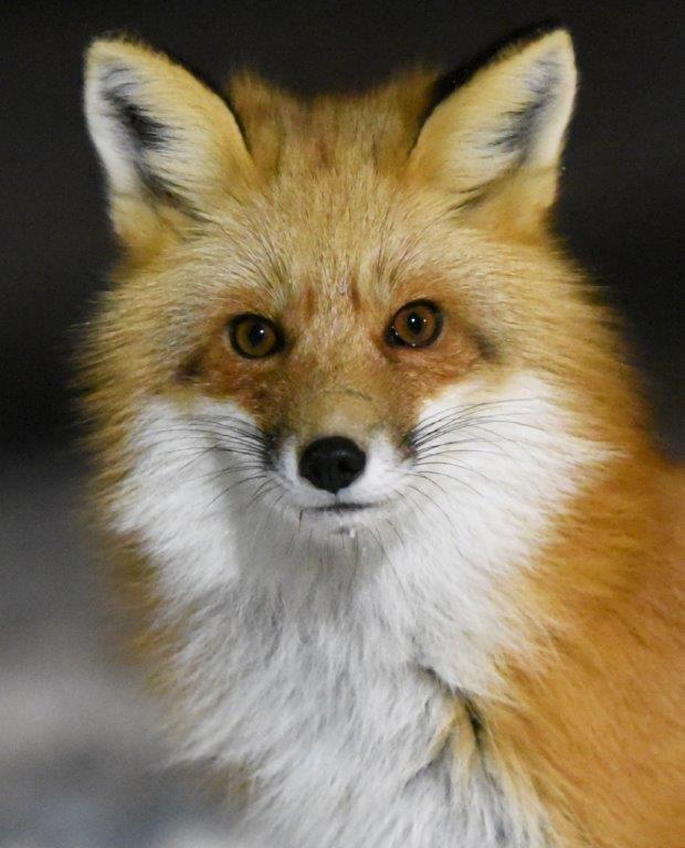 Red fox - by Peggy Stubbs
