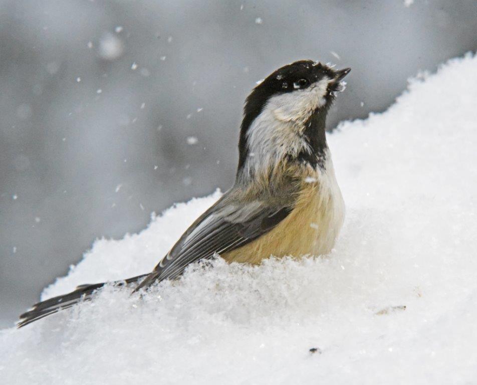 Chickadee in snow