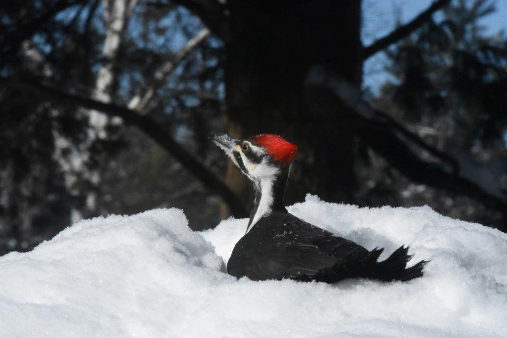 Pileated looking