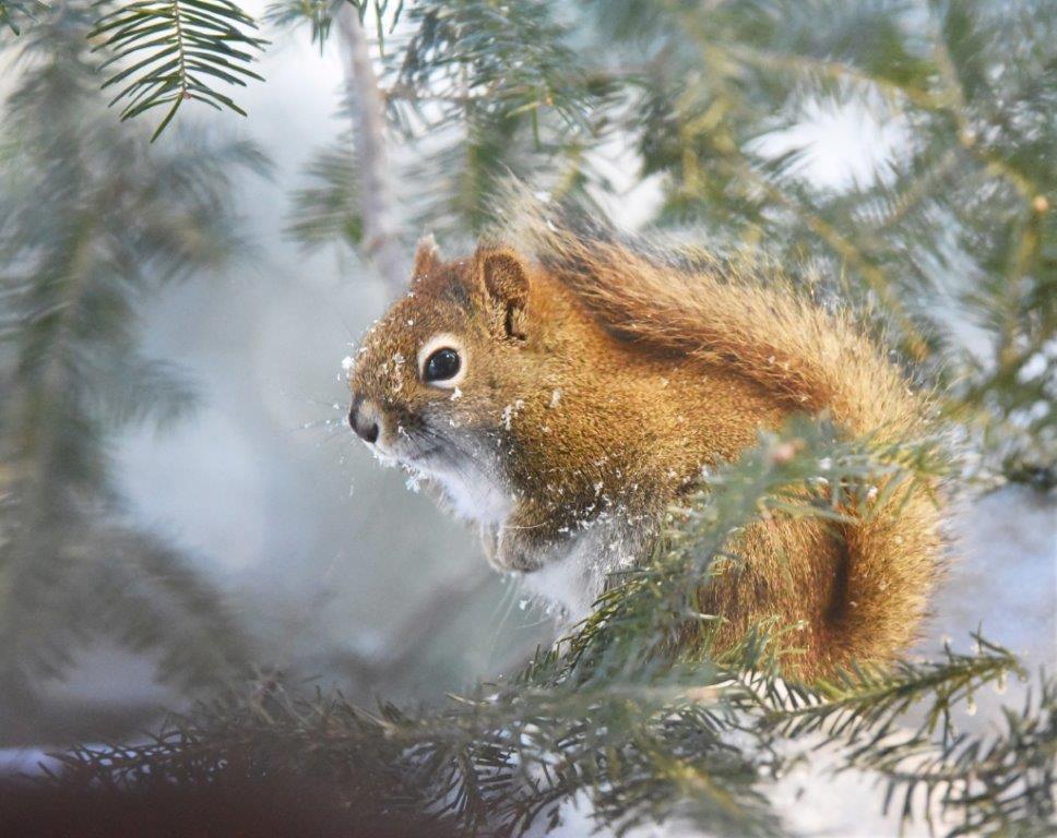 Red squirrel