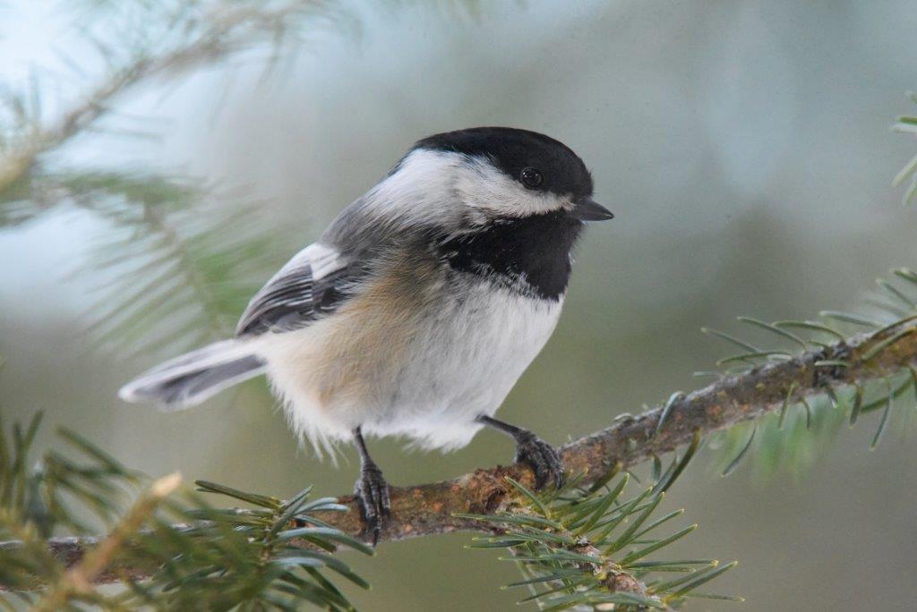 Chickadee