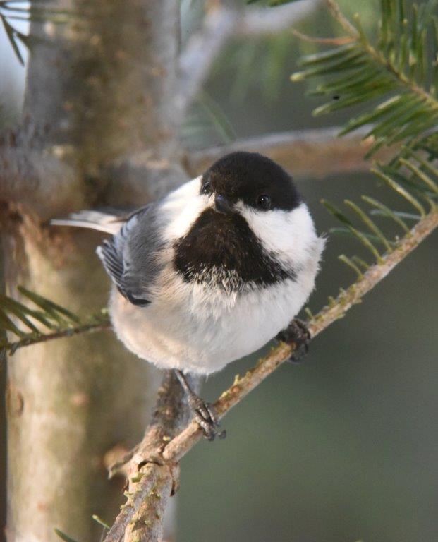 Chickadee