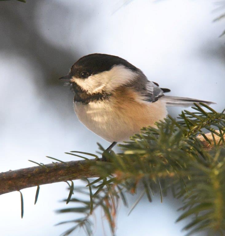 Chickadee