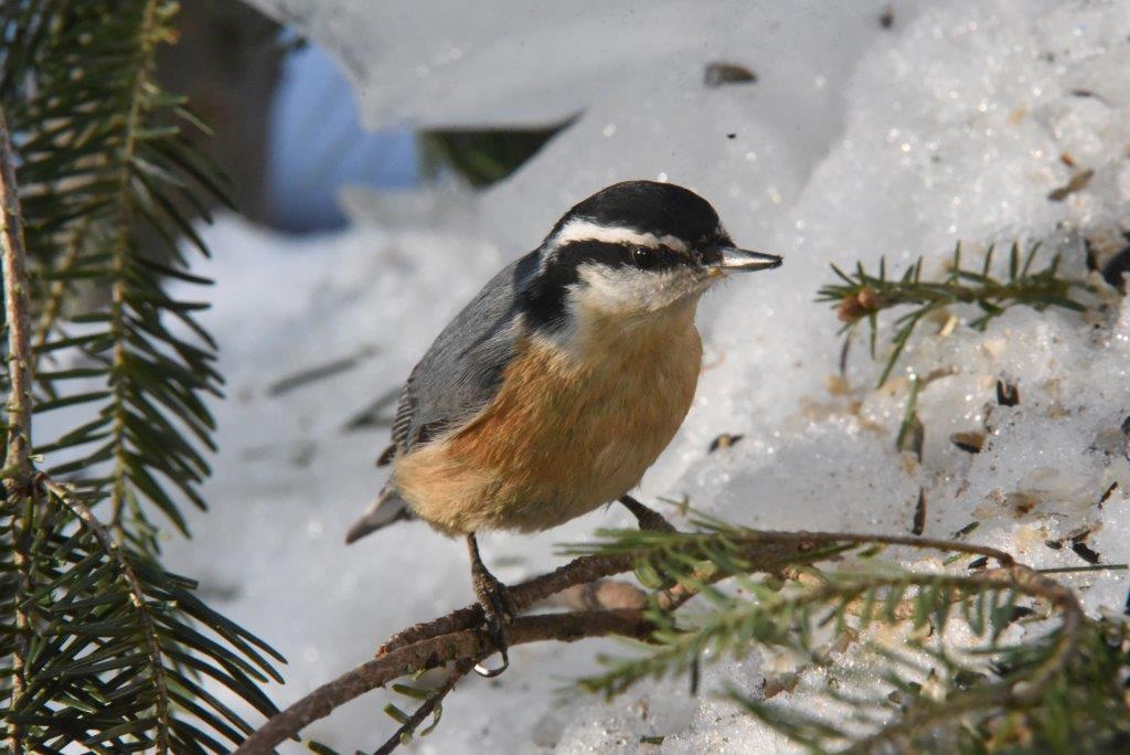 Red-breasted nuthatch