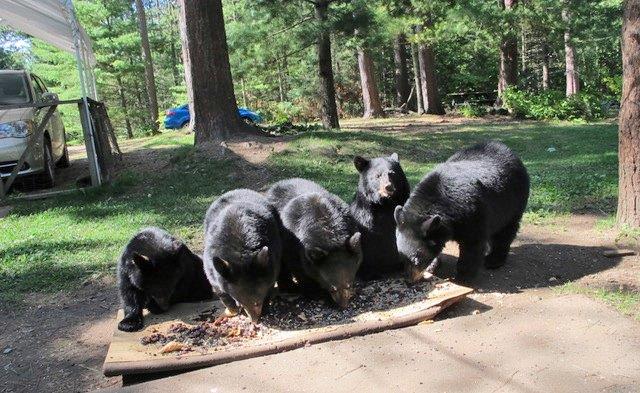 Annie and her 5 cubs a couple weeks later