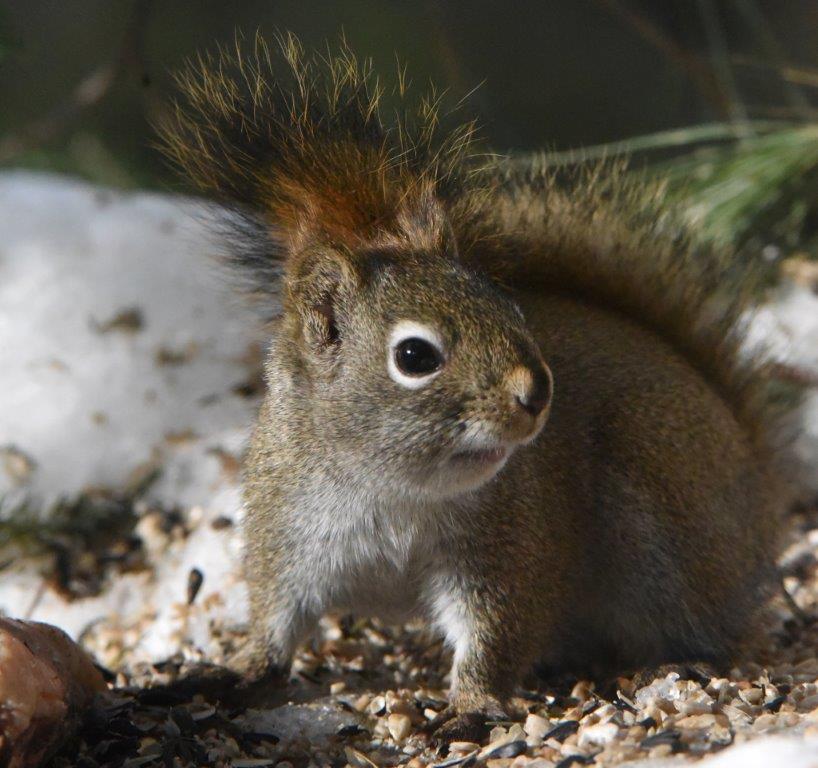 Squirrel at Bucky's feeding spot