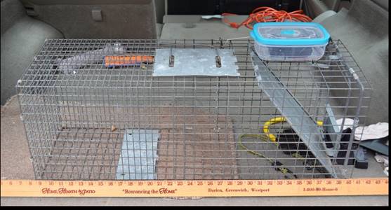 Trapped red squirrel - pre-release