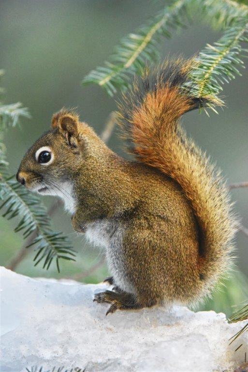 Red squirrel