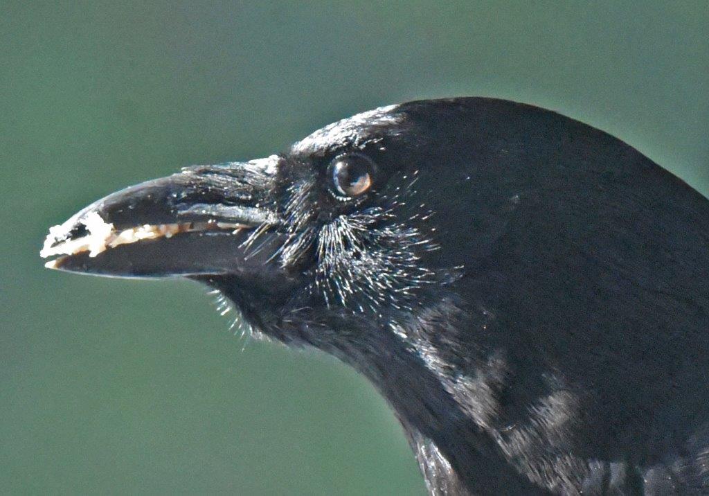 Crow