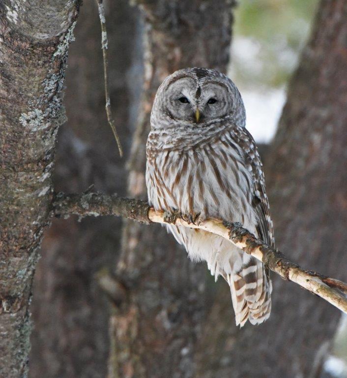 Barred owl