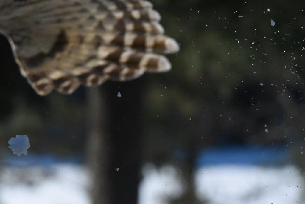 Barred owl flying