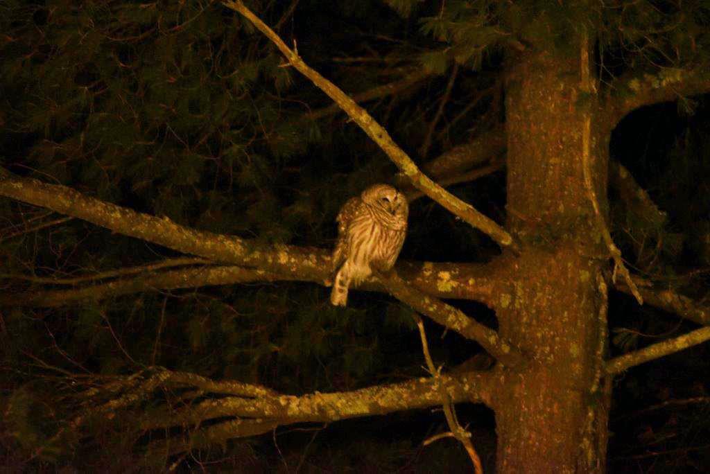 Barred Owl