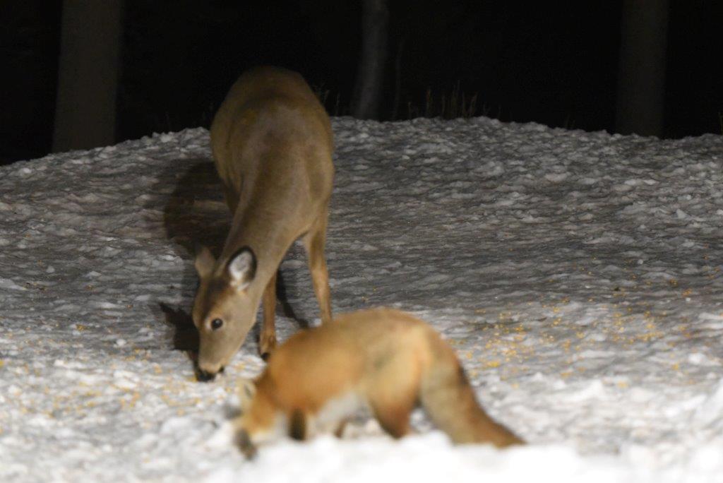 Deer and red fox
