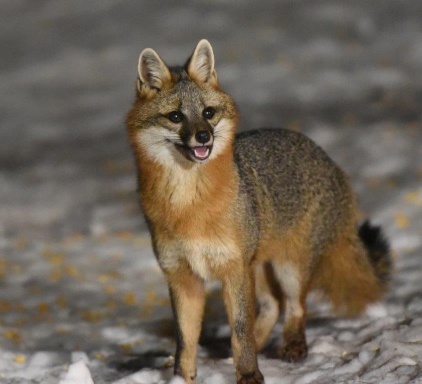 Gray fox