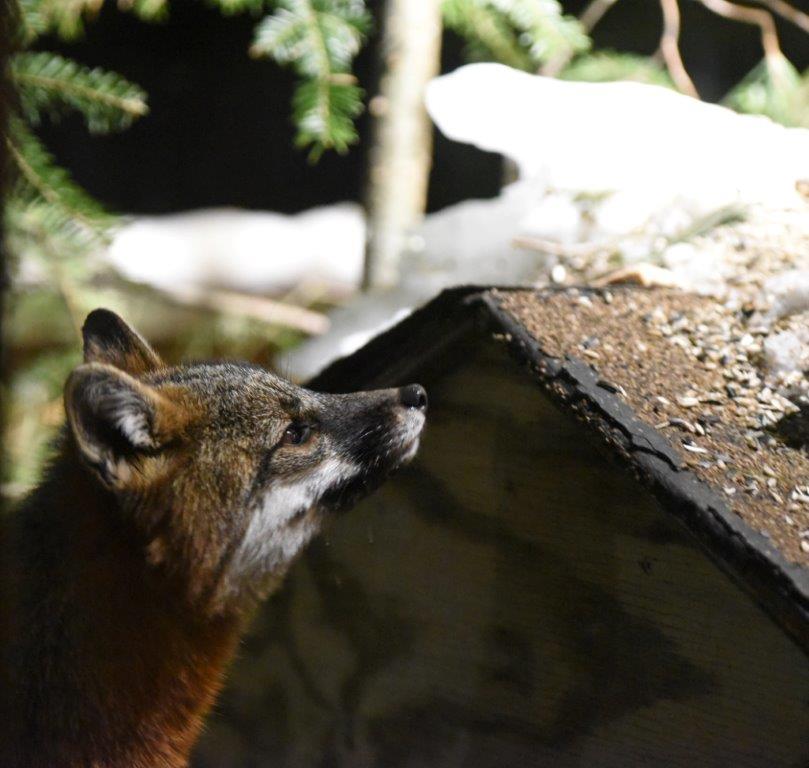 Gray fox with chicken