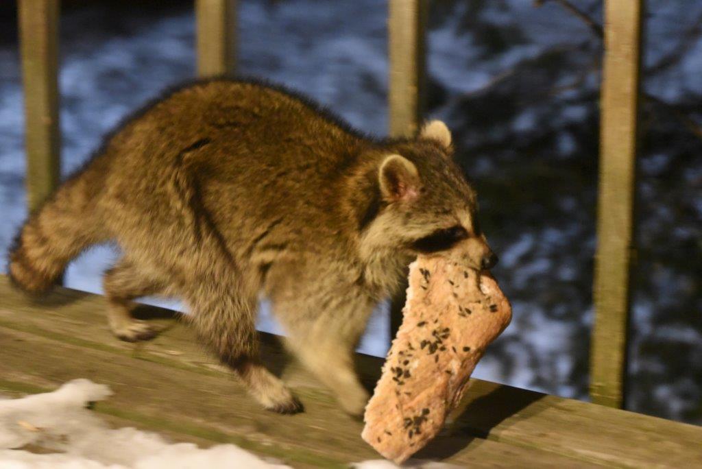 Raccoon with bacon