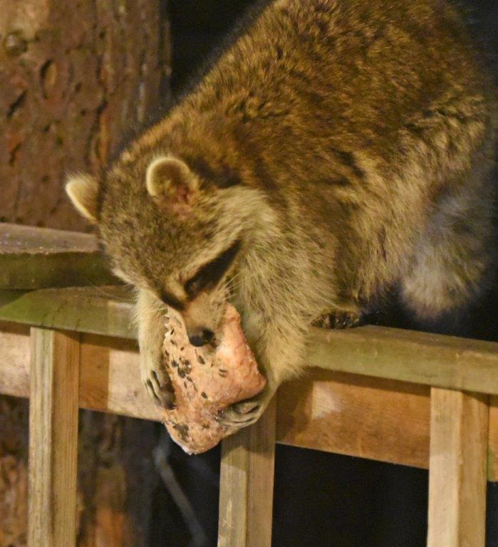 Raccoon bacon dilemma