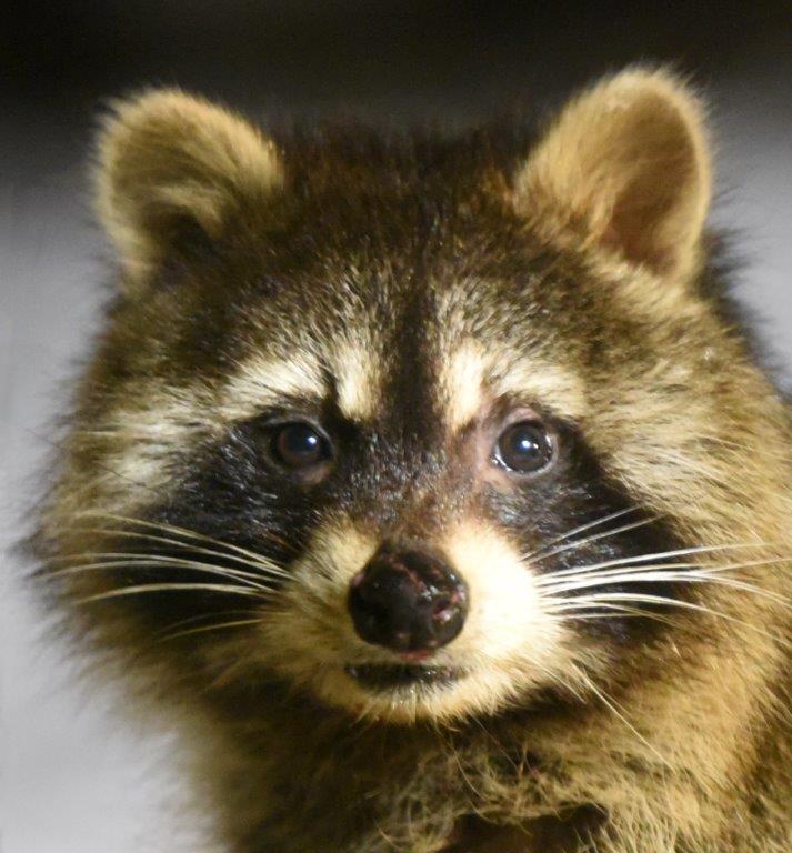 Raccoon 
