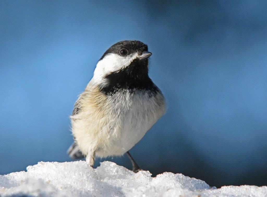 Chickadee