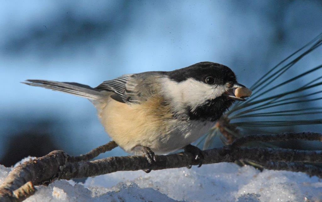 Chickadee