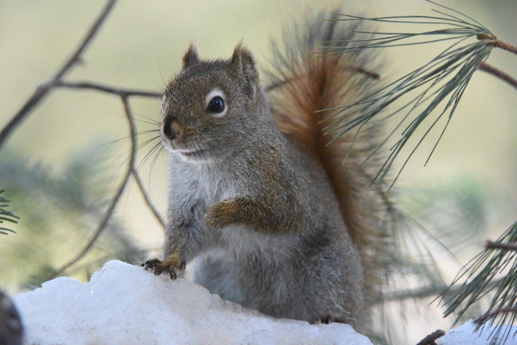 Red squirrel
