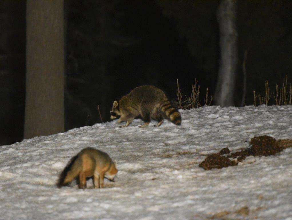 Raccoon and gray fox