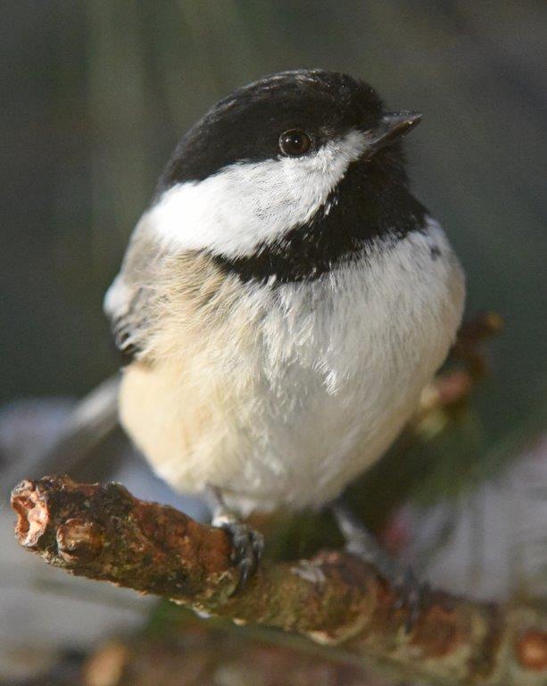 Chickadee