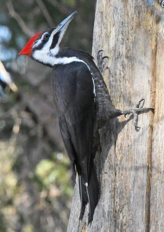 Pileated woodpecker female