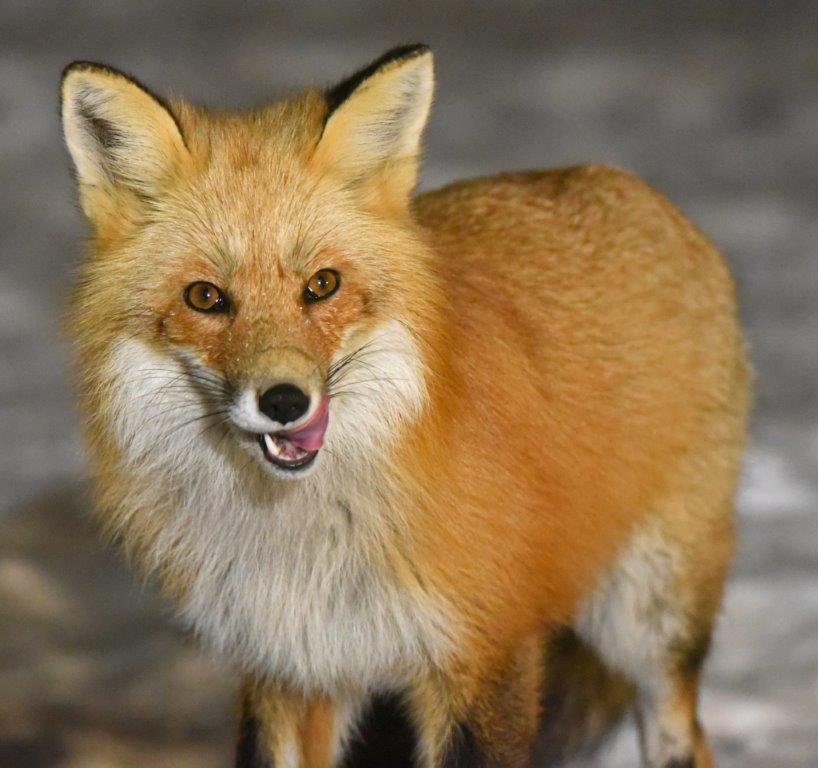 Red fox