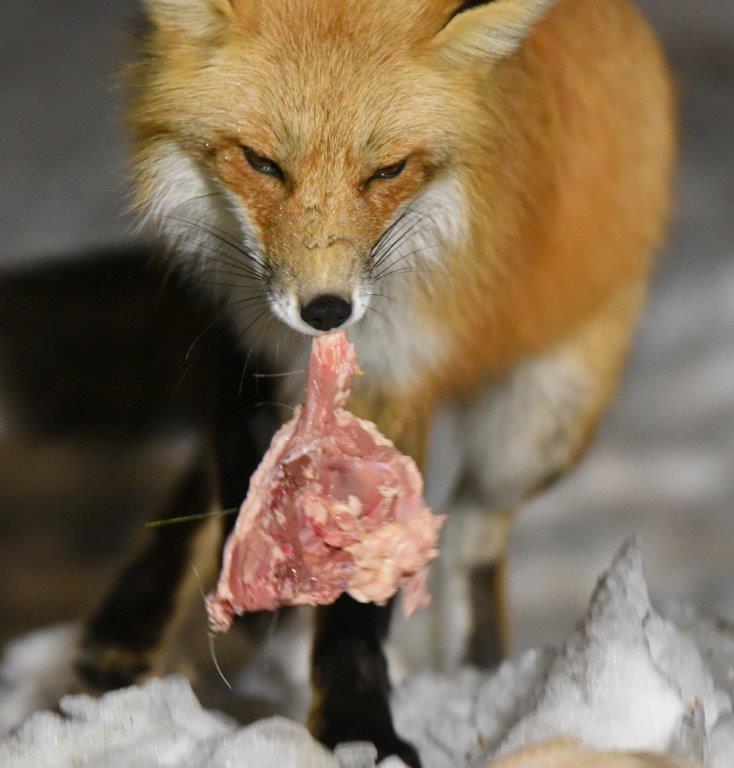 Red fox with chicken