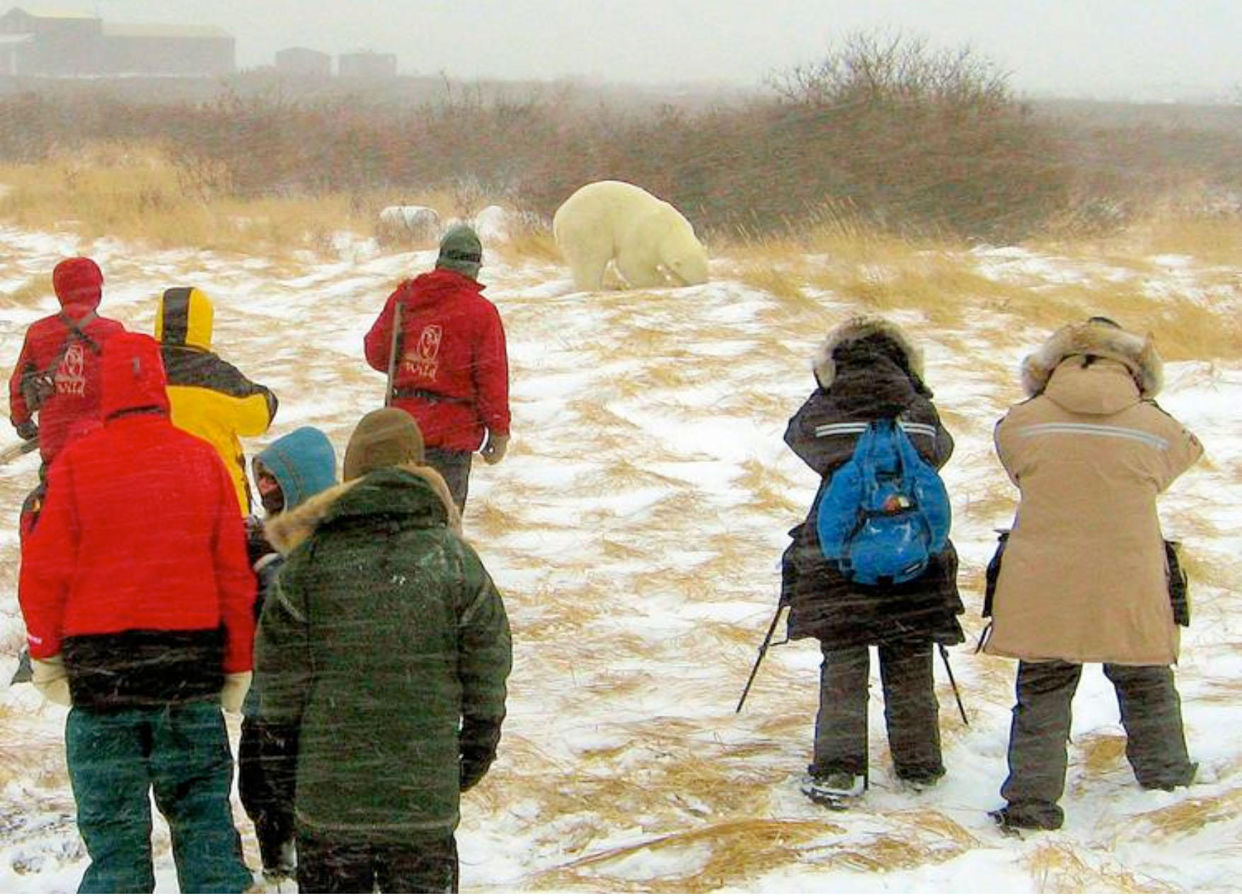 Observing Polar Bear