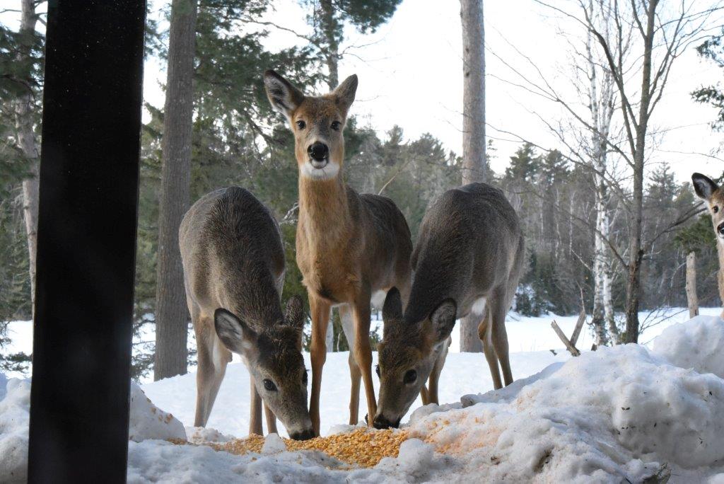 Deer eating corn
