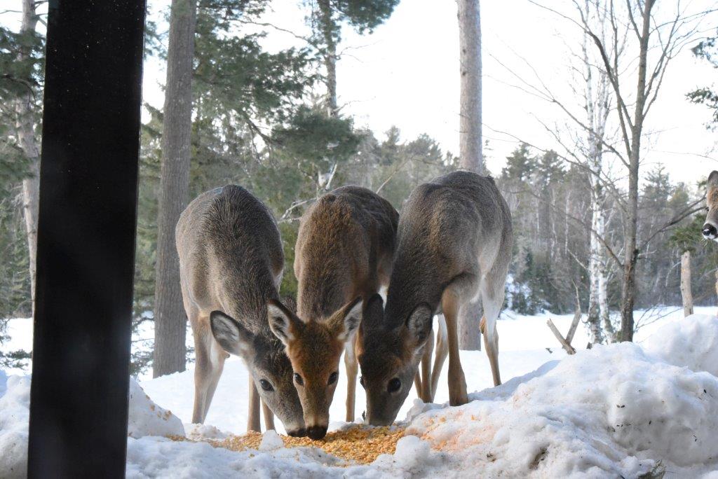 Deer eating corn
