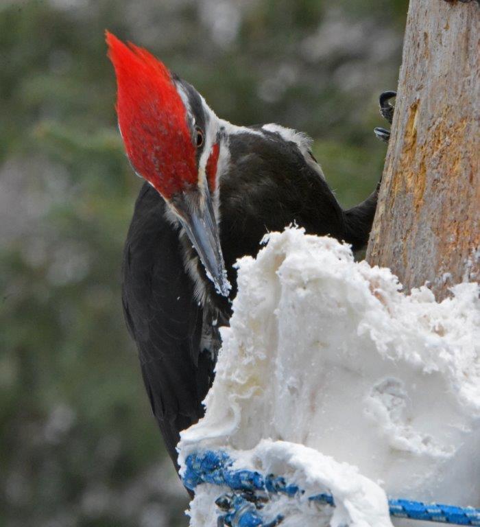 Pileated