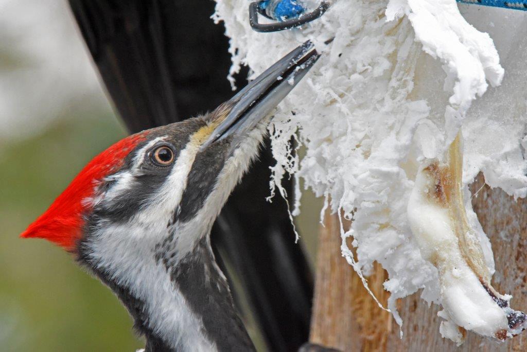 Pileated female