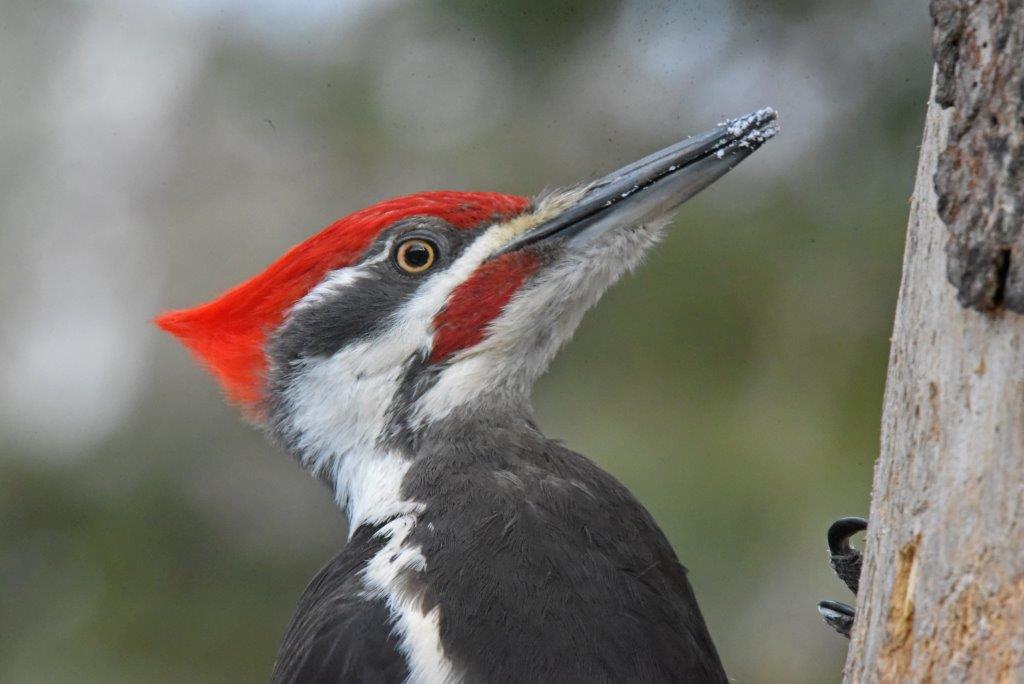 Pileated male