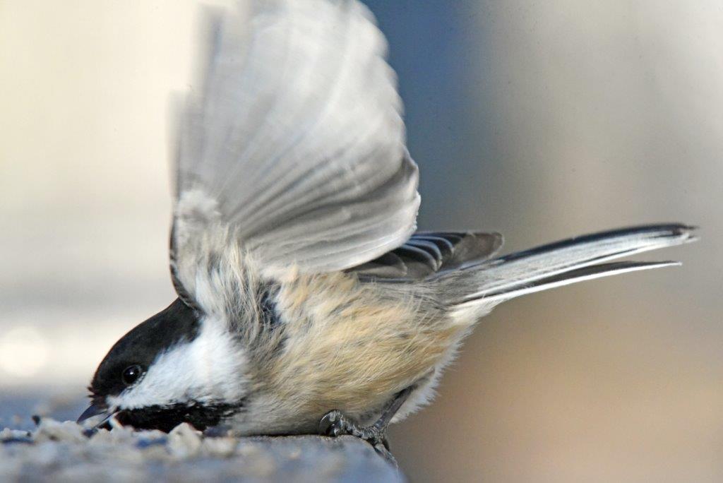 Chickadee